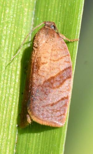 Réf. 303 582 : Cacoecimorpha pronubana